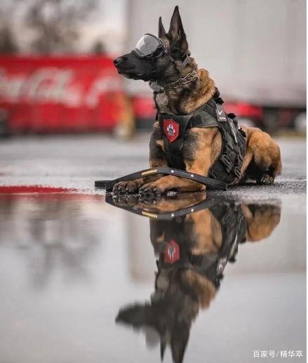 今日吃瓜警犬
